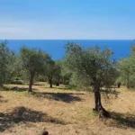 Olivenbaum Patenschaft Olivenhain