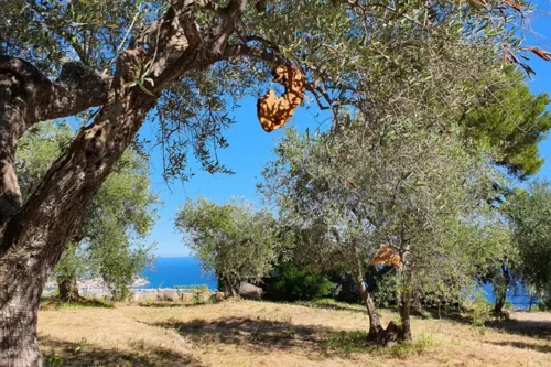 Olivenbaum Patenschaft am Meer