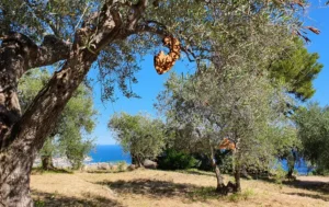 Olivenbaum Patenschaft am Meer